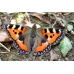 EARLY Small Tortoiseshell Aglais urticae 10 larvae SPECIAL PRICE